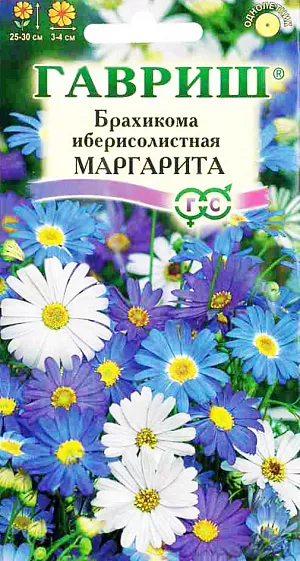Семена Брахикома иберисолистная Маргарита.
Однолетник высотой 25-30 см. Сильноветвистое растение с изящными листьями и звездчатыми соцветиями-корзинками диаметром 3-4 см.
Цветки голубые, розовые, белые, фиолетовые и синие. Обильно цветет с середины июня по октябрь. 
Предпочитает плодородные, хорошо дренированные почвы и солнечные места.
Посев на рассаду проводят в марте в ящики с легким песчаным грунтом. 
Семена слегка вдавливают в почву, не присыпая землей. Посадочную емкость накрывают стеклом и ставят в освещенное место. 
При температуре +20 °C всходы появляются на 8-12 день. Сеянцы пикируют в фазе 2-3 настоящих листьев.
Рассаду высаживают в мае по схеме 15-20 см. Для лучшего ветвления верхушки молодых растений прищипывают.
Применяется для оформления клумб, рабаток, бордюров, альпийских горок, как горшечная культура.