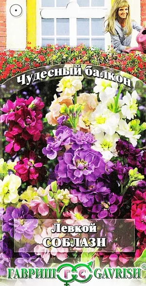 Левкой Соблазн из каталога Левкой Семена Левкой Соблазн.
Тонкий аромат на балконе, источаемый левкоями, - настоящая «услада» для наших чувств, улучшает настроение. Растения прямостоячие, высотой 30-35 см, зацветают в июне. Цветки диаметром до 3-4 см, ароматные, собраны в кистевидные соцветия. Цветовая гамма включает различные тона красной, лиловой, пурпурной, белой и др. окраски. Посев семян на рассаду проводят в марте. Рассаду высаживают во второй декаде мая на расстоянии 20 см. В ящики семена высевают в начале мая с последующим прореживанием и для непрерывного цветения проводят повторные посевы через 10-15 дней. Почвенную смесь готовят из дерновой земли и песка (3:1). Левкои светолюбивы и отзывчивы на полив.