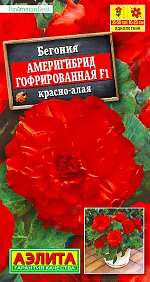 Бегония Америгибрид гофрированная F1 красно-алая из каталога Бегонии Семена Бегония Америгибрид гофрированная F1 красно-алая. Феноменально крупный цветок! При хорошем уходе достигает 23 см. в диаметре! Шедевр селекции. Таким потенциалом крупноцветковости не может похвастаться ни одна из известных серий. Растение имеет кустовой габитус. Высота куста 35-50 см, ширина – 25-30 см. Роскошными густомахровыми цветками в открытом грунте можно любоваться все лето. При выращивании в горшках бегония цветет с апреля по ноябрь. К концу вегетации формируются клубни диаметром 4-6 см, которые можно сохранить зимой при температуре не выше +10 °С и использовать для посадки в следующем сезоне<br>
<br>
.Семена в гранулах! Гранулы располагают на поверхности почвы, не заделывая их, хорошо увлажняют из распылителя. При попадании влаги на гранулу оболочка должна раствориться. Посевы накрывают стеклом для сохранения постоянной влажности до полных всходов. Всходам требуется подсветка, но не более 10 часов в сутки.<br>