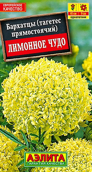 Бархатцы Лимонное чудо прямостоячие из каталога Бархатцы Семена Бархатцы Лимонное чудо.
Замечательный невысокий компактный сорт прямостоячих бархатцев с оригинальными хризантемовидными соцветиями 7-9 см. Кусты прочные, ветвистые, высотой до 35 см, с множеством крепких цветоносов. Цветение обильное, раннее и продолжительное, с июня до окончания сезона. Растения неприхотливые, тепло- и светолюбивые, не разваливаются и прекрасно держат форму под воздействием ветра и дождя. Используются для посадки на клумбы, в бордюры, отлично подходят для выращивания в контейнерах и балконных ящиках.
Агротехника. Выращивают рассадным способом. Посев проводят в первой половине апреля. Всходы появляются через 4-8 дней после посева, сеянцы пикируют в фазе 1-2-х настоящих листьев. Рассаду высаживают в конце мая-начале июня. Возможен посев семян в открытый грунт в мае на глубину 1,5-2 см.