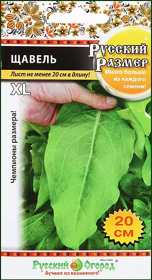 Щавель Русский Размер
