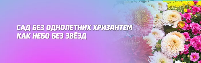 ОСЕННИЙ САД БЕЗ ОДНОЛЕТНИХ ХРИЗАНТЕМ, КАК НЕБО БЕЗ ЗВЁЗД ОСЕННИЙ САД БЕЗ ОДНОЛЕТНИХ ХРИЗАНТЕМ, КАК НЕБО БЕЗ ЗВЁЗД