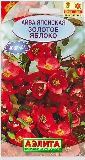 <div>
 Семена Айва японская Золотое яблоко.
</div>
 Прекрасный весеннецветущий кустарник с крупными шарлахово-красными цветками. Цветет весной до распускания листьев в течение месяца. Кусты ветвистые, густооблиственные, высотой до 2 м. Цветки крупные, 04-5 см., собраны в щитки по 4-6 шт. Растет медленно, годичный прирост 3-5 см. Растения светолюбивые, но выносят легкое затенение, морозостойкие, хорошо переносят засуху и стрижку. Образуют съедобные плоды, созревающие в конце сентября-начале октября. Широко используются для одиночных, групповых, бордюрных посадок, отлично подходят для создания живых изгородей.<br>
 <br>
Посев семян в открытый грунт осенью. Всходы появляются весной. Возможен посев весной, после 2-3-месячной стратификации. Для стратификации семена смешивают с влажным песком, держат в теплом помещении 1-2 недели, а затем помещают в холодильник (желательно в морозильное отделение). Всходы пикируют в фазе двух-трех настоящих листьев. Высаживаю на постоянное место с мая по июль.