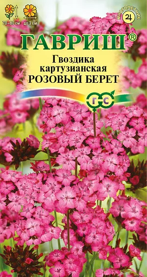 Семена Гвоздика картузианская Розовый берет.<br>
 <br>
  Вечнозелёное многолетнее растение высотой 70-80 см.Стебли 4-гранные простые, листья линейные, заострённые, 5-10 см. длиной и 1-5 мм. шириной. Цветки тёмно-розовые, с острозубчатыми лепестками по краю, собраны в головчатые соцветия по 6-14 штук, окружены верхушечными листьями. Цветёт в июне-сентябре. Нетребовательна к почве и влаге, но светолюбива. Зимостойка. Легко выращивается из семян. Посев в грунт в начале апреля-мая или под зиму. При выращивании через рассаду посев производят в марте -апреле. Семена желательно стратифицировать в холодильнике во влажном песке при температуре +2 +4 °C в течение 3-4 недель.При температуре почвы 15 °C всходы появляются на 7-14 день. Зацветает гвоздика на второй год после посева. Используется в качестве яркого компонента в миксбордерах.<br>