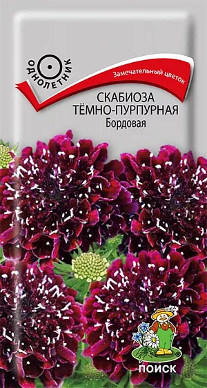 Семена Скабиоза Разбитое сердце темно-пурпурная.
Яркая привлекающая внимание смесь. Стебли прямые, ветвистые, 50-90 см высотой. Пушистые крупные соцветия, диаметром до 6 см, на длинных цветоносах. Соцветия красные, розовые и тёмно-бордовые. Цветет с июля по октябрь. Используют в группах, рабатках, миксбордерах и на срезку. Срезанные цветы сохраняются в воде 5-7 дней.
Агротехника. Растение светолюбивое, холодо- и засухоустойчивое. Предпочитает плодородные, легкие почвы богатые перегноем. Полив умеренный.Посев производят в конце марта - начале апреля в рассадные ящики. При температуре почвы +16-18 ˚С всходы появляются через 8-14 дней. Сеянцы пикируют и в начале июня высаживают на постоянное место, выдерживая расстояние между растениями 25-30 см. Можно сеять в открытый грунт на постоянное место в начале мая. 