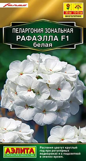 Семена Пеларгония Рафаэлла белая зональная F1.
Новые гибриды РАФАЭЛЛА F1 – образец современной селекции. Их красивые, компактные кусты высотой 30 см хорошо разветвлены, выглядят сильными, густыми, плотными. Венчающие куст пышные шары соцветий 12 см диаметром имеют богатую палитру цветов. Гибриды легко и быстро растут из семян – всходы появляются через 1-1,5 недели, зацветают на ранней стадии развития.Применение универсальное: горшечное содержание в комнатах, на солнечных балконах и в качестве летника в садовых цветниках. Растения устойчивы к жаре; хорошо переносят кратковременные понижения температуры. При соответствующем уходе (регулярные подкормки и подсветка в зимнее время) цветут круглый год. Агротехника. Посев на рассаду с января до первой декады марта. Всходы появляются через 5-8 дней. Пикировка в фазе 1-2 настоящих листьев. При достижении рассадой 8-10 см верхушки побегов прищипывают, чтобы стимулировать ветвление. Высадка в открытый грунт в конце мая-начале июня с шагом 20-25 см. 
