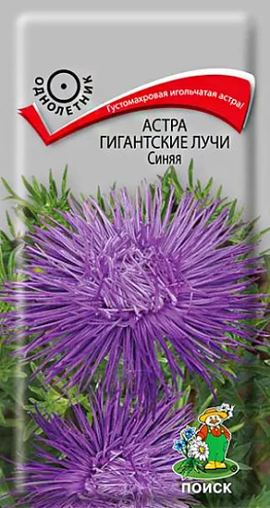 Семена Астра Гигантские лучи Синяя. Густомахровая игольчатая астра! Растения высотой около 60 см. Соцветия густые, длинно-игольчатые, синие. Цветёт в августе-сентябре. Используют очень широко: для посадки в сборные цветники группами, на рабатки – рядами и для срезки.<br>
 <br>
 Агротехника. Растение предпочитает открытое солнечное место, но выносит и легкое затенение. Лучше растет на легких, плодородных почвах. Не переносит внесения органических удобрений в год посадки. Семена высевают с середины февраля по апрель. Глубина заделки семян 0,5 см. При температуре почвы +20°C всходы появляются на 7-14 день. Через 3-4 недели посевы пикируют и выращивают при температуре +12-15°C. В грунт рассаду высаживают во второй половине мая, расстояние между растениями 20-30 см.