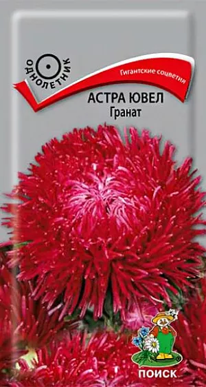 Семена Астра Ювел Гранат. Очаровательная астра с гигантскими соцветиями! Растение пирамидальной формы формирует 7-9 прочных цветоносов, высотой около 65-75 см. Соцветия диаметром 14-16 см, насыщенно-красного оттенка с длинными игольчатыми лепестками, слегка закрученными по спирали. Цветет в августе-сентябре. Используют очень широко: для посадки в сборные цветники группами, на рабатки - рядами, для бордюров. Великолепный материал для срезки.<br>
 <br>
 Агротехника. Растение предпочитает открытое солнечное место, но выносит и полутень. Лучше растет на легких, плодородных почвах. Не переносит внесения органических удобрений в год посадки. Семена высевают с середины февраля по апрель. Глубина заделки семян 0,5 см. При температуре почвы +20°С всходы появляются на 7-14 день. Через 3-4 недели сеянцы пикируют и выращивают при температуре 12-15°С. В грунт рассаду высаживают во второй половине мая, выдерживая расстояние между растениями 20-30 см.