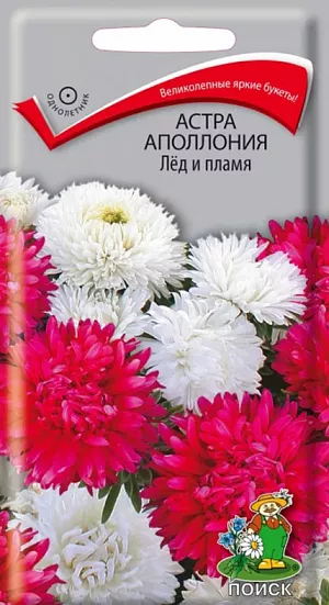 Семена Астра Апполония Лед и пламя из каталога Астра <div>
Семена Астра Апполония Лед и пламя.
</div>
Великолепные яркие букеты из красных и белых соцветий! Прочный куст высотой 70 см. Соцветия крупные, диаметром 10-12 см. Цветет в августе-сентябре. Используют очень широко: для посадки в сборные цветники группами, на рабатки - рядами, для бордюров и срезки.<br>
<br>
<b> Агротехника.</b> Растение предпочитает открытое солнечное место, но выносит и полутень. Лучше растет на легких, плодородных почвах. Не переносит внесения органических удобрений в год посадки. Семена высевают с середины февраля по апрель. Глубина заделки семян 0,5 см. При температуре +20˚C всходы появляются на 7-14 день. Через 3-4 недели посевы пикируют и выращивают при температуре 12-15˚C. В грунт рассаду высаживают во второй половине мая, выдерживая расстояние между растениями 20-30 см.