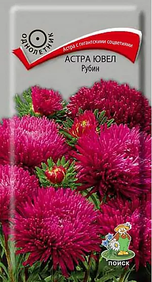 Семена Астра Ювел Рубин. <br>
 <br>
 Очаровательная астра с гигантскими соцветиями! Растение пирамидальной формы формирует 7-9 прочных цветоносов, высотой около 65-75 см. Соцветия диаметром 14-16 см, рубинового цвета, с длинными игольчатыми лепестками, слегка закрученными по спирали. Цветет в августе-сентябре. Используют очень широко: для посадки в сборные цветники группами, на рабатки - рядами, для бордюров. Великолепный материал для срезки.<br>
 <br>
  Агротехника. Растение предпочитает открытое солнечное место, но выносит и полутень. Лучше растет на легких, плодородных почвах. Не переносит внесения органических удобрений в год посадки. Семена высевают с середины февраля по апрель. Глубина заделки семян 0,5 см. При температуре почвы +20°C всходы появляются на 7-14 день. Через 3-4 недели сеянцы пикируют и выращивают при температуре 12-15°C. В грунт рассаду высаживают во второй половине мая, выдерживая расстояние между растениями 20-30 см.<br>
 <br>
 <iframe width="405" height="720" src="https://www.youtube.com/embed/mwE-pxeBU14?feature=oembed" frameborder="0" allow="accelerometer; autoplay; clipboard-write; encrypted-media; gyroscope; picture-in-picture; web-share" allowfullscreen="" title="астра Ювел рубин">
</iframe> <br>