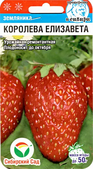 Семена Земляника (клубника) Королева Елизавета крупноплодная Семена Земляника (клубника) Королева Елизавета крупноплодная