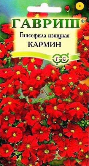 Семена Гипсофила Кармин изящная.
Неприхотливое растение семейства Гвоздичные с тонкими сильноветвящимися побегами высотой 40-50 см, образующими ажурный кустик. 
Для получения цветущих растений в течение всего лета посев можно проводить в несколько сроков с интервалом 1,5-2 недели (гипсофила зацветает через 1,5 месяца после посева).
Цветет очень обильно в июне-июле, около трех недель. Карминно-красные мелкие цветки (диаметром до 1 см) собраны в рыхлые широкие соцветия. 
Холодостойка, светолюбива и достаточно засухоустойчива, предпочитает легкие некислые почвы. 
Выращивают прямым посевом в грунт в начале мая или под зиму. Всходы появляются через 8-10 дней после посева, их прореживают с расстоянием между растениями 15 см. 
Используется для посадки в миксбордерах, альпинариях, бордюрах и рабатках и получения срезки (для аранжировки букетов).