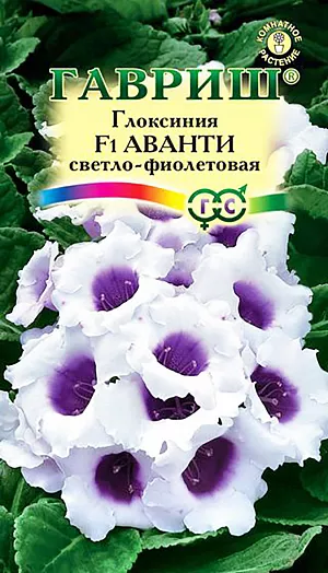 Семена Глоксиния Аванти светло-фиолетовая F1.
Роскошное и очень модное среди цветоводов комнатное растение из семейства Геснериевые. 
Самая рано зацветающая серия среди немахровых глоксиний. Цветки колокольчатой формы, светло-фиолетовые с темной серединой, с приятной бархатистой поверхностью венчают длинные цветоносы. 
Широкоовальные листья на коротких черешках украшают основание цветоноса. На взрослом растении образуется 10-15 крупных цветков, создавая впечатление нарядного букета. 
Глоксиния предпочитает светлые, солнечные места без воздействия прямых солнечных лучей. 
Идеальная температура для роста — 20°С - 25°С днем и 18°С – 22°С ночью. 
Во время цветения необходим обильный полив, еженедельные подкормки, влажный воздух (опрыскивание из пульверизатора). 
В октябре-ноябре, после цветения, полив и подкормку прекращают.
Когда листья глоксинии засохнут, клубни вынимают из почвы и помещают на хранение в неглубокие ящички с чуть влажным песком или перлитом, которые устанавливают в помещении с температурой 10-12°С.
После периода покоя (примерно 90 дней) клубни дадут новые ростки и их снова можно будет пересаживать в горшок. 
Семена на рассаду высевают поверх субстрата (не заделывая в почву) с февраля по март, накрывают стеклом и ставят в теплое, светлое место. Всходы появляются при температуре 22-24°С, через 10-14 дней. 
В фазе 3-х листьев растения пикируют, через месяц рассаживают в отдельные горшки. 
Зацветает глоксиния выращенная из семян через 9-10 месяцев.