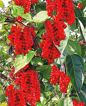 Лимонник китайский Лимонник китайский