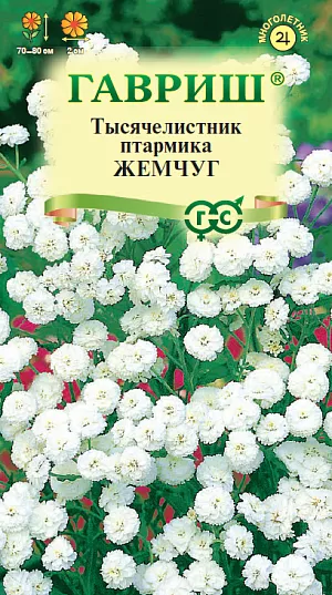 Тысячелистник Жемчуг Тысячелистник Жемчуг