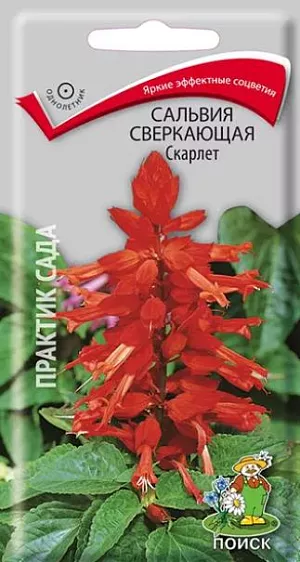 Сальвия Скарлет сверкающая из каталога Сальвия Семена Сальвия Скарлет Сверкающая.
Яркие эффектные соцветия. Растение обратнопирамидальной формы, густооблиственное, компактное, высотой 20-30 см. Цветки ярко-красные собранные в кистевидные соцветия 14-25 см длиной. Цветёт обильно с июня до первых осенних заморозков. Используются для посадки в парадные цветники, на рабатки, группами на фоне газонов.
Агротехника. Растение предпочитает солнечные места, хорошо дренированные, умеренно плодородные, рыхлые почвы. Размножают посевом семян в марте в рассадные ящики, слегка присыпав их мелкозернистым песком. При температуре почвы +22 °С всходы появляются на 10-15 день. Сеянцы пикируют дважды. В открытый грунт рассаду высаживают в начале июня, выдерживая расстояние между растениями 20-25 см.
Семена соответствуют требованиям международных стандартов и ГОСТу РФ 12260-81.