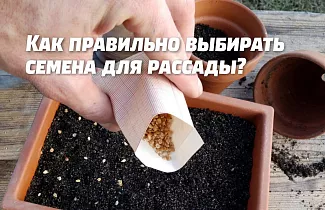 Как правильно выбрать семена для рассады.