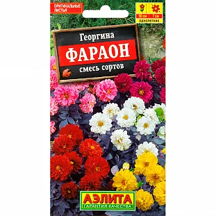 Георгина Фараон смесь окрасок
