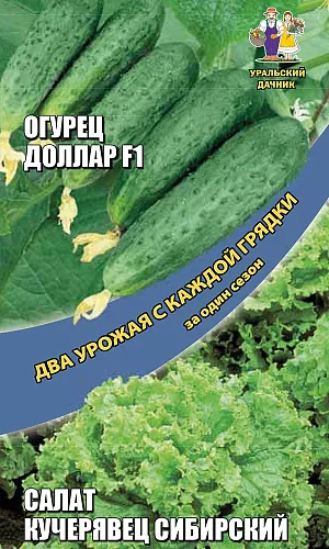 Семена Огурец Доллар F1 + Салат Кучерявец Сибирский