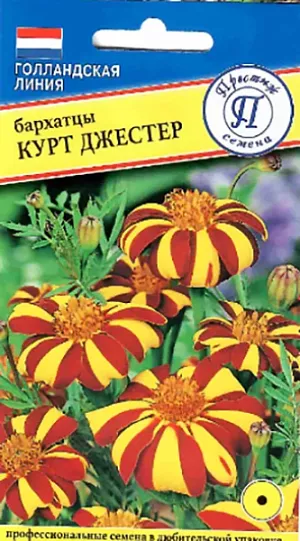 Семена Бархатцы Курт Джестер.<br>
 <br>
 Однолетник.  Растения компактные, сильноветвистые и хорошо облиственные. Очень интересный и привлекательный сорт с оригинальной окраской открытых простых соцветий - в радиальном направлении от центра поочередно расходятся контрастные ярко-жёлтые и насыщенно пурпурно-шоколадные лучи.
<p>
</p>
<p>
  Достаточно холодостойки, но не устойчивы к заморозкам. Светолюбивы, но выносят лёгкое затенение. Период цветения: с июня до заморозков.
</p>