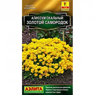 Алиссум Золотой самородок
