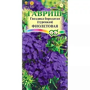 Гвоздика бородатая (турецкая) Фиолетовая Гвоздика бородатая (турецкая) Фиолетовая