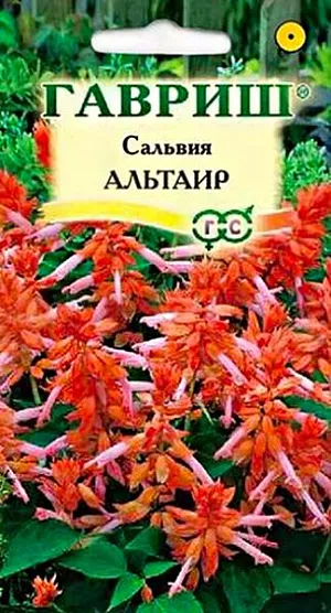 Семена Сальвия сверкающая Альтаир.
Роскошное растение из семейства Губоцветные. Образует густо облиственный, компактный кустик высотой 20-25 см, с прочными, темно-зелеными побегами. Двуцветные цветки лососевого и оранжевого оттенка, собраны в пышное кистевидное соцветие. Цветение раннее, обильное и продолжительное с июня до заморозков. Предпочитает солнечные участки с рыхлыми, умеренно плодородными почвами, может расти в полутени. Выращивают рассадным способом. Для получения рассады посев проводят в феврале-марте. Всходы появляются на 10-15 день. 