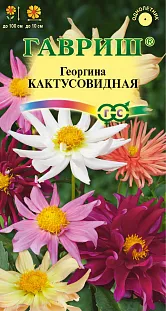 Георгина Кактусовидная