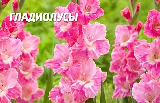 Основные способы хранения луковиц гладиолусов в зимнее время года