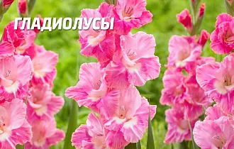 Основные способы хранения луковиц гладиолусов в зимнее время года Основные способы хранения луковиц гладиолусов в зимнее время года