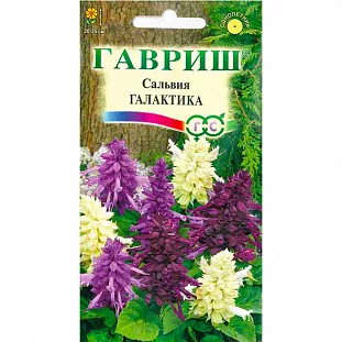 Сальвия Галактика Сальвия Галактика