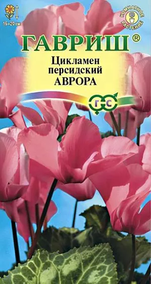 Семена Цикламен Аврора персидский.<br>
 <br>
  Многолетнее клубневое растение семейства Первоцветные. Цветки светло-лососевой окраски. Длина цветоноса 15-20 см. Цветет с поздней осени до конца апреля, летом находится в состоянии покоя. Оптимальный срок посева конец августа. Семена цикламена туговсхожие, появления всходов приходится ждать от 1 до 3-х месяцев. Наилучший результат предпосевной обработки семян дает контрастная термическая обработка: семена помещают на 2 сек. в горячую (+90…950С) воду, затем на 2 сек. в холодную, операцию повторяют дважды. <br>
 <br>
 Посев производят в горшки с листовой и торфяной землей (1:1). Сверху семена присыпают слоем земли 0,5-1 см., обильно поливают, накрывают темной пленкой. При t ≈ +20ºC всходы появляются через 30-40 дней. После появления всходов притенение снимают, температуру снижают до +15…17º С. Когда образуются маленькие клубеньки с двумя листочками, пикируют в ящики со смесью из листовой, торфяной земли и песка (2:1:0,5). При пересадках у молодых растений верх клубенька должен находиться у самой поверхности почвы (не глубже 0,5 см.). У взрослых растений верх клубня обычно открыт. В период покоя сбрасывает листья. Выращивают на северных и восточных окнах, на южном притеняют от прямых солнечных лучей. Зимой содержат на светлом месте при температуре не выше +8…100С. Летом необходимо выполнять приемы по поддержке роста растений: поливать исключительно через поддон, опрыскивать водой комнатной температуры, удобрять. Удобряют не более 2-3 раз за лето, преимущественно азотно-калийными удобрениями.<br>