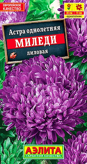 Семена Астра Миледи китайская лиловая.
<p>
 Однолетник.
</p>
<p>
 Высота растения 25-35 см.
</p>
<p>
 Диаметр цветка 10 см.
</p>
<p>
 МИЛЕДИ – серия привлекательных крупноцветковых низкорослых астр. Крепкие, приземистые, хорошо кустящиеся, компактные растения высотой 25-35 см с густомахровыми соцветиями Ø10-12 см. прекрасно смотрятся в бордюрах, балконных ящиках, горшках. Достоинствами серии МИЛЕДИ являются богатая цветовая гамма, высокая устойчивость к болезням и неблагоприятным погодным условиям, а также раннее (на 2 недели раньше обычных сортов), длительное цветение.<br>
</p>
<p>
 Посев. Выращивают рассадным способом. С развитием первой пары настоящих листочков сеянцы пикируют. На постоянное место рассаду высаживают в возрасте 30-35 дней. Возможен посев семян в открытый грунт весной или под зиму, в конце октября, на глубину 0,5-1 см. Растениям необходимы регулярные поливы, прополки, рыхления и подкормки.
</p>