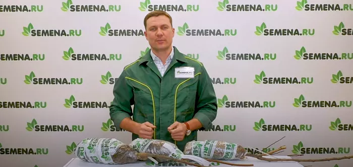 Саженцы плодовых культур от интернет-магазина SEMENA.RU. Ответы на вопросы. Саженцы плодовых культур от интернет-магазина SEMENA.RU. Ответы на вопросы.