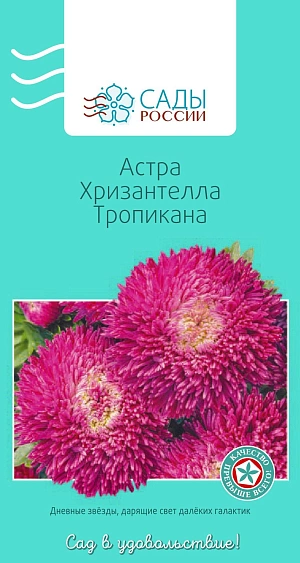 Астра Хризантелла Тропикана


В этой серии слились качество и стойкость хризантемы и очарование астры, манящие оттенки, фантастическая плотность соцветий, однородность и великолепная форма красивых крупных бутонов, продолжительность буйного цветения. Растение мощное, с кустом V-типа, с жестким и толстым стеблем, активно формирующим цветоносы второго порядка, которые дают по 10–15 цветков на куст. Исключительно долго (3–4 недели!) и без потери свежести могут стоять в срезке. Цветы диаметром 12–15 см, стойкие к дождям и непогоде.