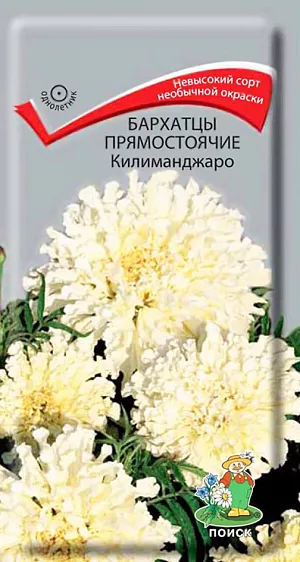 Семена Бархатцы Килиманджаро прямостоячие.
Очень редкий кремово-белый цвет. Растение высотой около 45 см с богатой ажурной листвой. 
Цветение обильное и продолжительное, с июня до заморозков. Используют для клумб, рабаток, бордюров и срезки.
Растение неприхотливое, засухоустойчивое, хорошо растет на любой дренированной почве. 
Предпочитает солнечное место.Семена высевают в марте-мае в рассадные ящики. 
Глубина заделки семян 0,5-1 см. При температуре почвы +18°C всходы появляются на 7-15 день. Через 2 недели сеянцы пикируют. 
В грунт рассаду высаживают после окончания весенних заморозков, выдерживая расстояние между растениями 20-30 см.