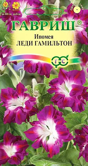 Семена Ипомея Леди Гамильтон.
Однолетнее вьющееся растение с обилием крупных сердцевидных листьев, высотой 200-300 см. 
Цветки изумительно красивые, полностью махровые, вишневого цвета с белым центром, диаметром до 8 см. 
Цветение обильное - с конца июня до заморозков. Цветки раскрываются утром и украшают растение до вечера (это значительно дольше по сравнению с другими сортами ипомеи). 
Ипомея светолюбива и теплолюбива, заморозков не переносит. Высевают в открытый грунт во второй половине мая по 2-3 семени в лунку.
Семена перед посевом желательно замачивать на сутки. 
Всходы появляются через 6-14 дней, расстояние между растениями должно составлять 25-35 см. 
Используется для озеленения балконов и ваз, создания вертикальных цветущих ширм.