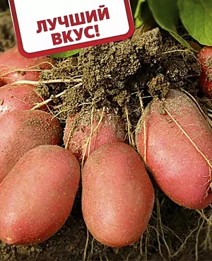 Семенной Картофель Розара Семенной Картофель Розара