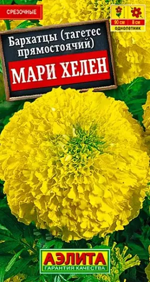Семена Бархатцы прямостоячие Мари Хелен. Высокорослые густомахровые бархатцы раннего срока цветения. Кусты высотой до 90 см, шириной 30-40 см, сильноветвистые, с большим количеством цветоносов. Плотные соцветия  диаметром 7-9 см. имеют тонкий сладкий аромат, напоминающий душистую жимолость. Цветение обильное и продолжительное. Растения хорошо переносят жару; привлекают в сад множество полезных насекомых – бабочек, шмелей, медоносных пчел. Использование универсальное: оформление цветников и срезка в букеты.<br>
 <br>
 Бархатцы предпочитают солнечные участки с дренированными, плодородными почвами нейтральной кислотности. Растения теплолюбивые, быстрорастущие, взрослые – достаточно засухоустойчивые.<br>