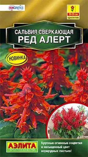 Сальвия сверкающая Ред Алерт из каталога Сальвия Семена Сальвия сверкающая Ред Алерт. Любимая садоводами культура теперь обрела по-настоящему крупные, плотные соцветия, сохраняющие глубину оттенка и декоративность длительное время, словно огненно-алые факелы. Цветение раннее и дружное. Кустики высотой 30-35 см, аккуратной, компактной формы, быстро растут. Листья глубокого изумрудного оттенка, формируют очаровательную пушистую «юбочку», подчеркивая уникальную яркость соцветий. Сорт используют в составе среднерослых цветочных композиций, миксбордеров, а также сольных групповых посадок. Сальвия Ред Алерт – удачный выбор для оформления потрясающих своей выразительностью садовых вазонов и контейнеров.<br>
<br>
В фазе трех-четырех пар листьев проводят формирующую прищипку рассады для лучшего кущения. Посадки размещают на солнечных участках. Сальвия предпочитает хорошо дренированные, умеренно плодородные почвы среднего мех состава с нейтральной кислотностью. Не любит переувлажнения.<br>
<br>
<br>
<br>