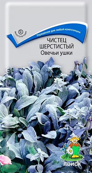 Чистец Овечьи Ушки шерстистый из каталога Разные Семена Чистец Овечьи Ушки шерстистый. Популярное растение с серебристыми зимующими листьями. Прямостоячие, четырехгранные стебли высотой 40-45 см. Листья толстые, продолговато-линейные, суженные к основанию, беловойлочно-опушенные, что придает им особую декоративность. Цветки мелкие, розово-лиловые или сиреневые, собраны в плотные, колосовидные соцветия. Цветет в июне-сентябре. Используют как почвопокровное и бордюрное растение. <br>
Агротехника. Растение зимостойкое. Предпочитает рыхлые плодородные почвы, открытое солнечное место. Для рассады посев производят в марте-апреле в рассадные ящики. При температуре +18-20°C всходы появляются на 14 день. В мае рассаду высаживают в грунт, выдерживая расстояние между растениями 25-30 см.