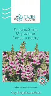 Семена Львиный зев Мэриленд Слива в цвету 15шт