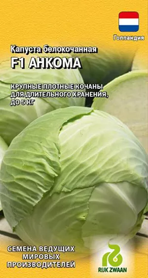 Семена Капуста белокочанная Анкома F1 Семена Капуста белокочанная Анкома F1
