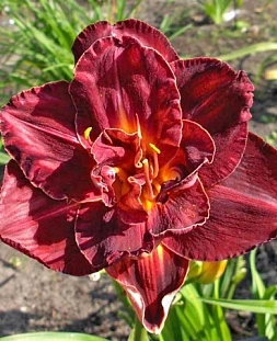 Лилейник Бургунди Лав