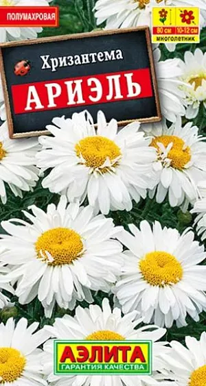 Семена Хризантема Ариэль.
Симпатичная многолетняя хризантема с интересными полумахровыми соцветиями. Образует кусты средней высоты – 70-80 см, эффектно цветущие с июля по сентябрь. Корзинки крупные, диаметром 10-12 см, расположены на стеблях по одной. Хорошо контрастируют с густой темно-зеленой листвой. Цветение обильное, пышные кусты выигрышно смотрятся в группах на фоне кустарников, используются в бордюрах, в цветниках кантри-стиля, на срезку. В букетах отлично сочетается с декоративными злаками, гипсофилой и кермеком. Растения неприхотливые, зимостойкие, светолюбивые, хорошо растут на плодородных, дренированных почвах с достаточным увлажнением. Агротехника. Посев семян в открытый грунт под зиму, в конце октября, или ранней весной. Возможен посев на рассаду в марте, с высадкой рассады на постоянное место в конце мая. Необходимы регулярные подкормки. Взрослые кусты каждые 2 года рекомендуется омолаживать делением. 