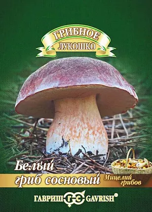 Мицелий грибов Белый гриб Сосновый