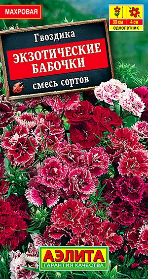 Семена Гвоздика Экзотические бабочки, смесь окрасок.
<p>
 <b>Очаровательная однолетняя гвоздика </b>с яркими, изящными махровыми цветками. Кусты компактные, с прочными цветоносами до 30 см в высоту. Цветут обильно и  продолжительно, с июля до заморозков. Цветки бахромчатые, диаметром 3-4 см., с легким ароматом. <b>Растения неприхотливые, засухоустойчивые и холодостойкие</b>, хорошо развиваются на солнечных участках с дренированными почвами нейтральной кислотности. Используются для оформления клумб и рабаток, бордюров вдоль дорожек. Хорошо подходят для контейнерной культуры. Дают отличный материал для срезки.<br>
</p>
<p>
 Посев семян в открытый грунт ранней весной, как только позволит почва. Для более раннего цветения предпочтительнее посев на рассаду. В фазе одной пары листьев сеянцы пикируют, при развитии трех пар листьев проводят формирующую прищипку. В открытый грунт рассаду высаживают с третьей декады мая. Необходимы регулярные прополки, рыхления и умеренные поливы, совмещенные с подкормками.
</p>