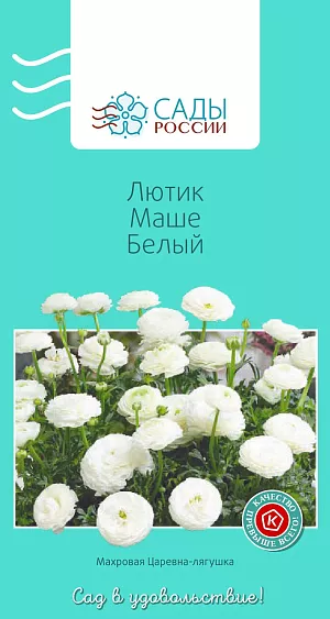 Лютик Маше Белый

Лютики (ранункулюсы) азиатские, или садовые, – удивительные, очаровательные цветы, напоминающие маленькие розочки или слегка распустившиеся пионы. Они восхищают многих садоводов-любителей и всё же остаются пока довольно редкими гостями на наших участках. Ранункулюсы разных окрасок и оттенков в период массового цветения образуют необыкновенное по красоте море цветов.
Перед посевом семена замочить в воде на 2–4 часа. Для субстрата подойдет чернозем, обогащенный торфом. Также необходим дренажный слой и хорошее освещение сеянцев. Плохо переносит пересадки. Полив каждые 2–3 дня. Зацветает на следующий год. Теплолюбив, рассаду высаживают в грунт после того, как минует угроза возвратных заморозков.