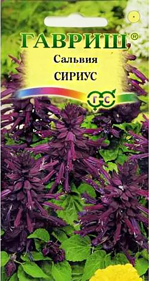 Сальвия Сириус из каталога Сальвия Роскошное растение из семейства Губоцветные, оразует густо облиственный, компактный кустик высотой 20-25 см, с прочными, темно-зелеными побегами. Цветки глубокого пурпурно-фиолетового оттенка, собраны в пышное кистевидное соцветие. Цветение раннее, обильное и продолжительное с июня до заморозков. Предпочитает солнечные участки с рыхлыми, умеренно плодородными почвами, может расти в полутени. Выращивают рассадным способом. Для получения рассады посев проводят в феврале-марте. Всходы появляются на 10-15 день. Рассаду высаживают в начале июня, после окончания весенних заморозков на расстоянии 20-25 см. Для более обильного цветения рекомендуется прищипывать молодые растения. Используют для оформления клумб, посадки группами на газоне, в рабатки и балконные ящики.
