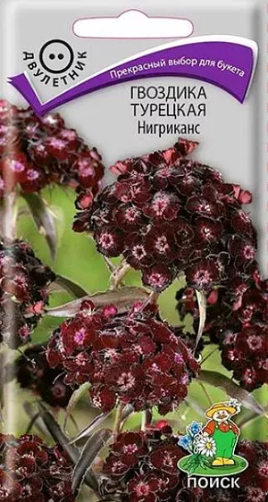 Семена Гвоздика Турецкая Нигриканс. Растения высотой 50 см. Темно-бордовые цветы собраны в плотные шапковидные соцветия. Листья линейно-ланцетные, меняют цвет от темно-зеленого к бордовому. К концу 1-го года выращивания образуется розетка прикорневых листьев. На следующий год растения цветут с конца июня в течение месяца. Используют для сборных цветников, рабаток и для срезки.<br>
 <br>
 Агротехника. Растение холодо- и засухоустойчивое, предпочитает солнечное место, но может расти и в полутени. Хорошо растёт на плодородных дренированных почвах. Посев семян производят в мае-июне в открытый грунт на разводочные гряды, слегка присыпав их влажным песком. При температуре почвы +18-20°C всходы появляются через 10-14 дней. На постоянное место рассаду высаживают в августе, выдерживая расстояние между растениями 25-30 см. 